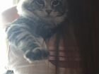 Кошка Мейн Кун объявление продам