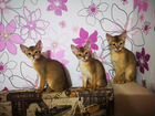 Абиссинские котята (очень ласковые) объявление продам