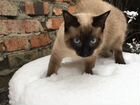 Кот для вязки(Тайский,Сиамский) объявление продам