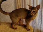 Абиссинский котенок 5 месяцев объявление продам