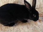 Кролики породы Французский баран и Рекс объявление продам