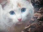Нежный котенок-белоснежик с голубыми глазами объявление продам