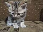 Продам котят шотландских вислоухих объявление продам