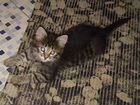 Сибирские котята метисы объявление продам
