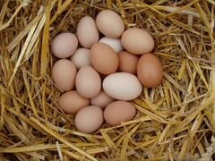 Продам домашние куриные яйца крупные