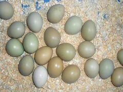 Яйца фазанов инкубационное