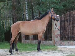 Белорусская упряжная кобыла лошадь