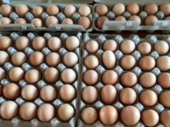 Инкубационное яйцо и суточные бройлеры утки гуси
