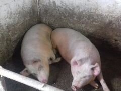 Домашние свиньи на мясо