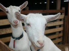 Продается молочная коза зааненской породы,комолая