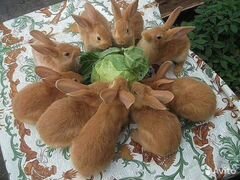 Кролики красные новозеландские (нзк)
