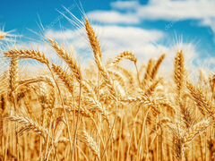 Пшеница, горох, ячмень