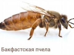 Продажа пчелопактов породы Бакфаст