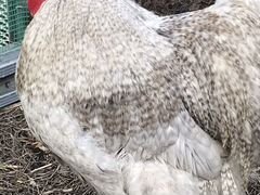 Орпингтон лаванда инкубационные яйца