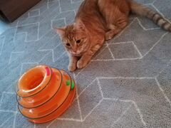 Интеллектуальная игрушка для котов/кошек. 3 уровня