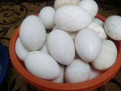 Продаются яйца гусиные
