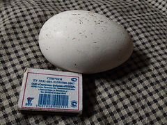 Яйцо инкубационное гуся,индоутки(50)