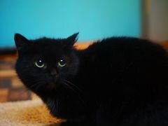 Кошка черная молодая