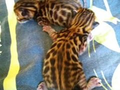 Бенгальские леопардики (открыт резерв)