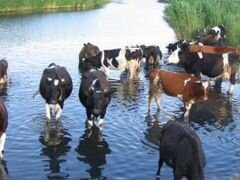 Коровы и телки стельные