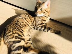 Бенгальский Кот на вязку