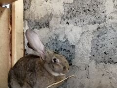 Кролики великаны
