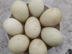 Инкубационные яйца подсадных уток