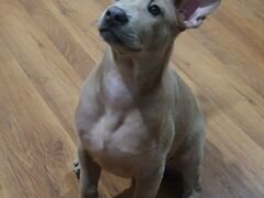 Ищу семью для щенка тайского риджбека