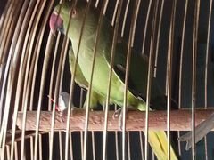 Ожереловый попугай с клеткой