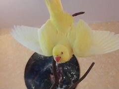 Ожереловый попугай(самочка) жёлтая