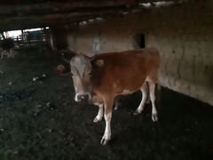Корова барашки