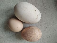 Инкубационные куриные, гусиные яйца