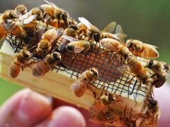 Пчёлы добрые, ласковые, в поисках новой семьи