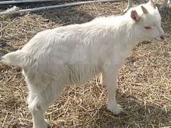 Козлик от молочной козы