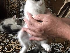 Котята крысоловы в добрые руки