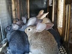 Кролики, 2х мес