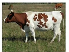 Корова арширской породы