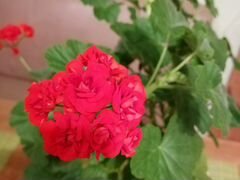 Пеларгония (герань) красная соцветия розочкой