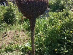 Пчелиные рои