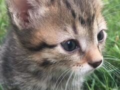 Котёнок от кошки-мышеловки