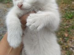 Белый кот и серая кошка мышеловка