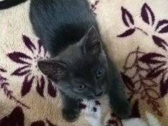 Русская голубая кошечка котенок