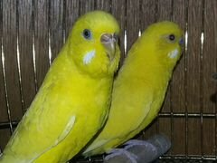 Попугаи пара молодая