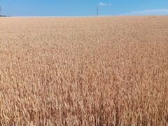 Урожай пшеницы 2020
