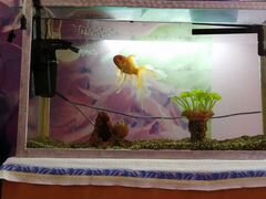 Золотая рыбка с аквариумом