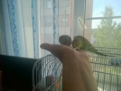 Волнистый попугай (птенец)