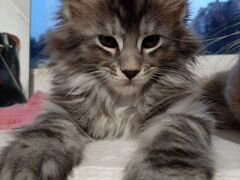Котёнок мейн-куна 1.5 месяца