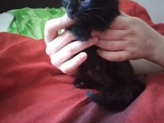 Котенок черный. День рождения 10 мая