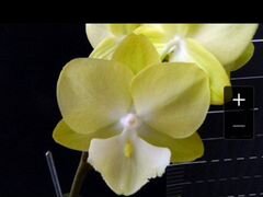 Орхидея Tying Shin Melody