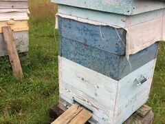 Продаю домики с пчелиными семьями